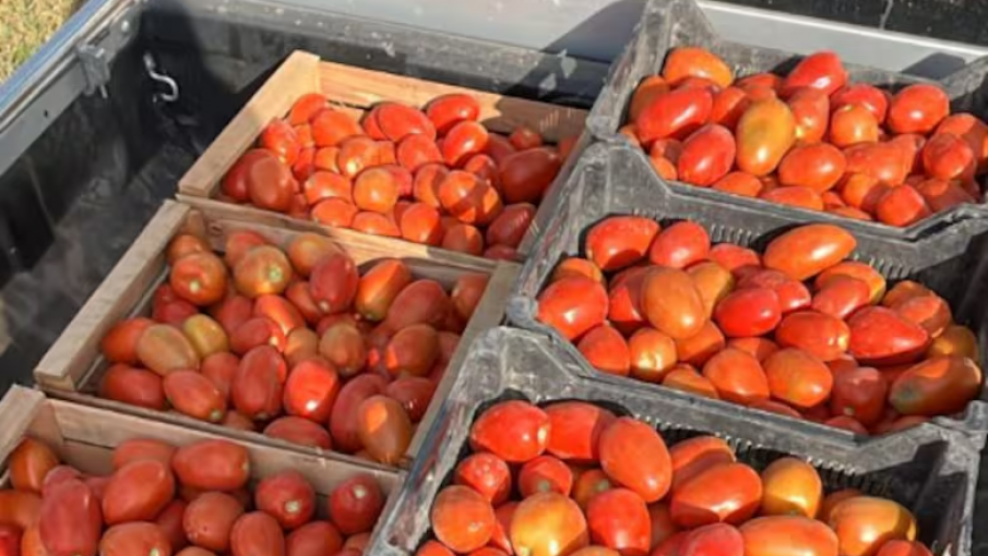 Tomate industrial: advierten que la producción argentina podría caer hasta un 60%