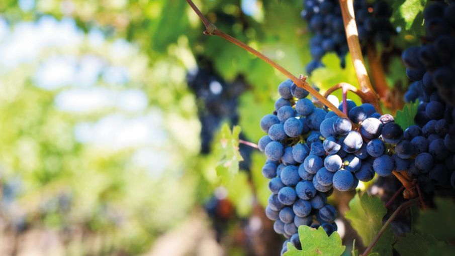 Habrá créditos para aliviar la caída del precio del vino